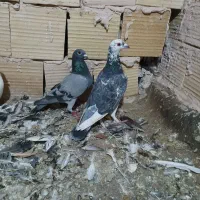 کفتر چندجفت المانی مسافتی پلاکی بی بوم ودوتا جوانه|پرنده|تربت‌حیدریه, رضاشهر|دیوار
