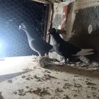 کبوتر|پرنده|بیرجند, |دیوار