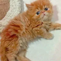 گربه ماده پرشین سوپر فلت گارفیلدی