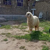 سلام یه بره ماده