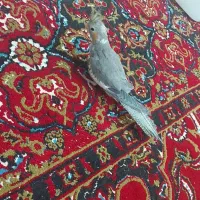 عروس هلندی|پرنده|شیراز, میانرود|دیوار