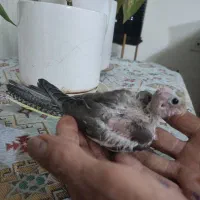 عروس هلندی