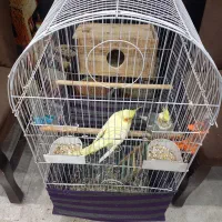 فروش یک جفت عروس هلندی