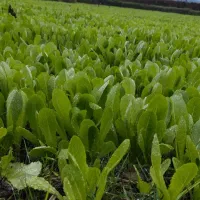 نشا کاهو (سرپیچ)|خدمات باغبانی و درختکاری|امامزاده عبدالله, |دیوار