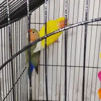 ی جفت طوطی برزیلی نروماده باقفس