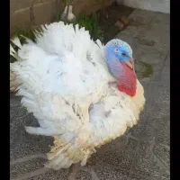 بوقلمون گوشتی
