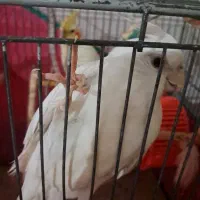 عروس هلندی آلبینو|پرنده|بندر انزلی, صابرحنان|دیوار