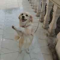 سگ اهلی شناسنامه دار واکسن زده|سگ|دزفول, |دیوار