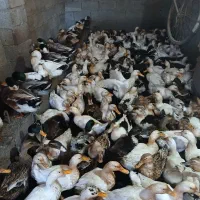 ۱۴۰ عدد اردک حدودا بالا دو کیلو و سنشون بالایکسال