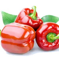 فلفل دلمه روسی