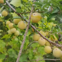 اجاره زمین رایگان