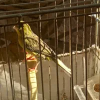 قناری قورولتی مست اماده