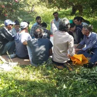 کارگرسیب چین و لوبیا چین