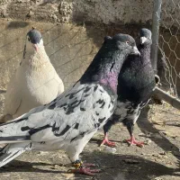 11 تا رنگه نر پرشی کفتر بوم|پرنده|مشهد, آزادشهر|دیوار