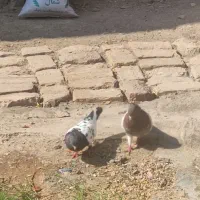 جفت کله ای ملقی|حراج|یزد, |دیوار