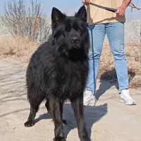 ژرمن کینگ تمام مشکی و توله دورنگ نر و ماده