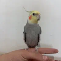 عروس هلندی نر رام|پرنده|سنندج, |دیوار