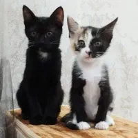 واگزاری دو عدد گربه ماده