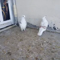 کبوتر پلنگ نباتی|پرنده|دورود, |دیوار