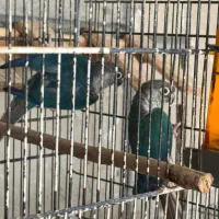 طوطی گرینچیک|پرنده|بندرعباس, |دیوار