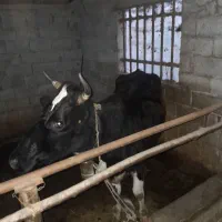 دو راس گاو محلی|حیوانات مزرعه|ایزدشهر, |دیوار
