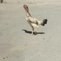 مرغ اوشامو