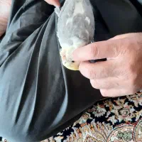 عروس هلندی ابلغ نازنازی|پرنده|پیر بکران, |دیوار