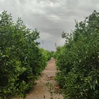 فروش اپارتمان خرمشهر