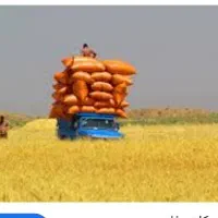 خرید و فروش انواع کاه گندم وکاه جو و..|لوازم جانبی حیوانات|کرمانشاه, |دیوار