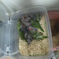 شاه طوطی و ملنگو سرلاکی