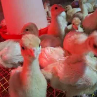 عرضه بوقلمون بیوتی|حیوانات مزرعه|ساری, |دیوار