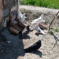 معاوضه کبوتر