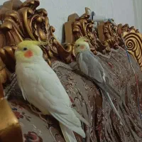 عروس هلندی زرد رنگ گمشده