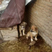 توله سگ ۳ عدد|سگ|صوفیان, |دیوار