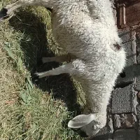 با سلام خدمت دوستان عزیز سه عدد گوسفند چاق