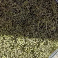 گیاه آویشن کوهی خشک