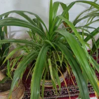 گل پاندانوس بزرگ پر از پاجوش