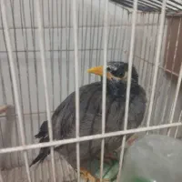 طوطی و مرغ مینا|پرنده|تاکستان, |دیوار