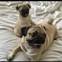 نرو ماده پاگ اصیل اینم توله ها برج ۵هست کنارشون