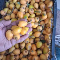 *ازگیل تازه باغ صفا *