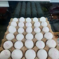 تخم مرغ درشت تاریخ به روز