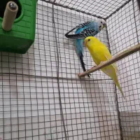 مرغ عشق خوش رنگ و خوش ذات و خوش قیمت|پرنده|فسا, |دیوار