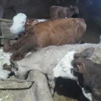 ۶راس سیمیتال درجه یک|حیوانات مزرعه|رامند, |دیوار