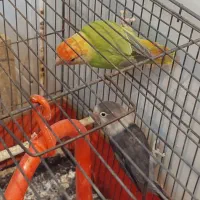 کوتوله برزیلی