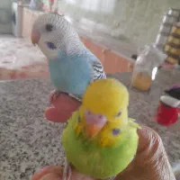 .مرغ عشق|پرنده|سنندج, |دیوار