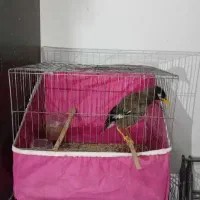 مرغ مینا سخنگو سالم و سلامت|پرنده|رباطکریم, نصیرشهر|دیوار