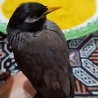 مرغ مینا|پرنده|الیگودرز, |دیوار