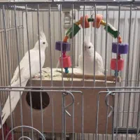 عروس هلندی و کوتوله