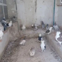 کفتر بوم