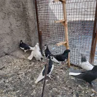 کفتر بهبونی شهری پرشی|پرنده|شیراز, سعدیه شمالی|دیوار